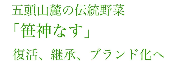 五頭山麓の伝統野菜　笹神なす　復活、継承、ブランドになる