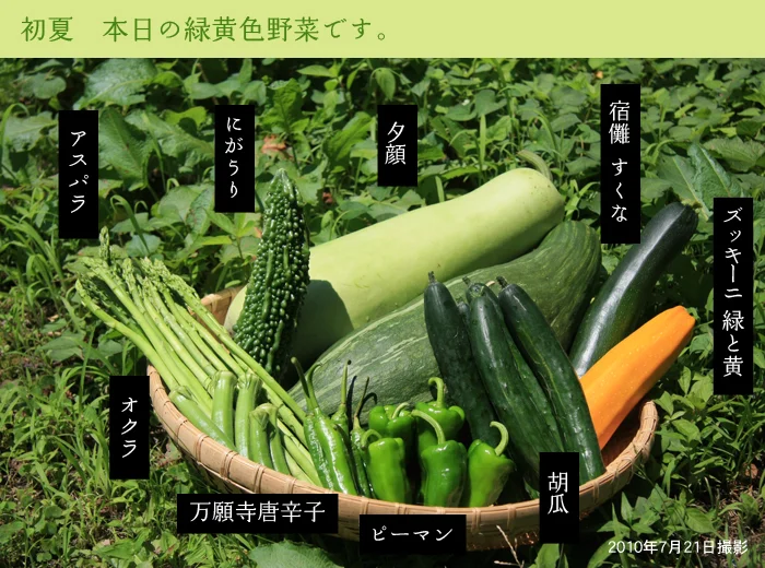 本日の緑黄色野菜です