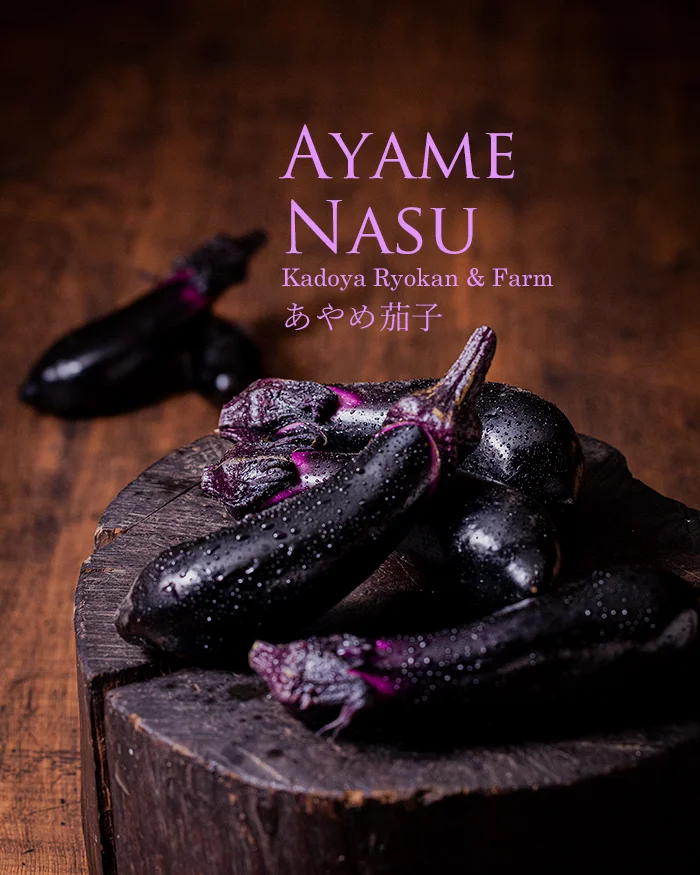 新潟はナス王国　在来種のあやめ茄子　あやめなす
