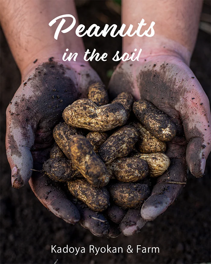 Peanut　ピーナッツ　落花生　自家栽培野菜　角屋農園