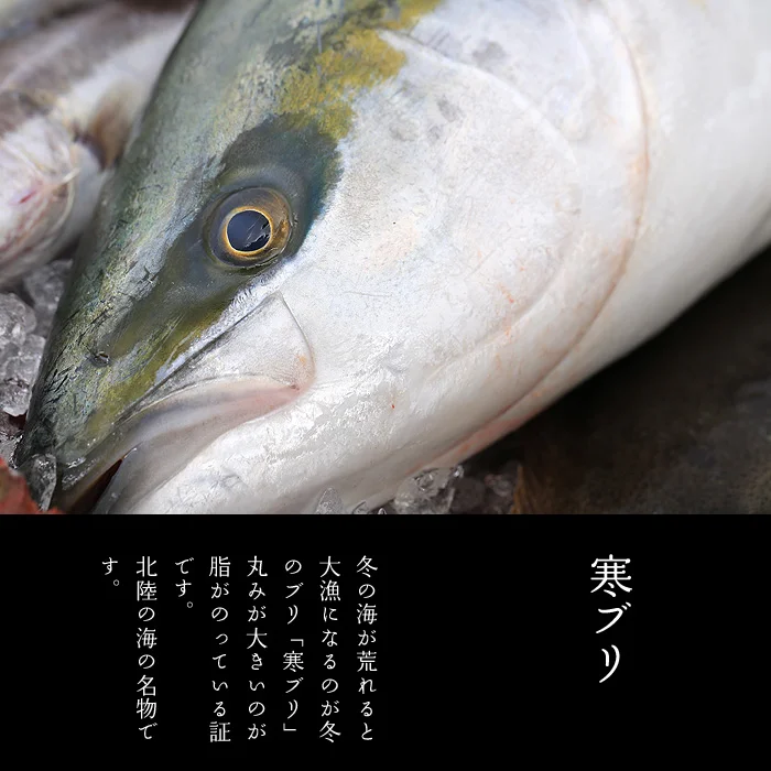 新潟の寒ブリ