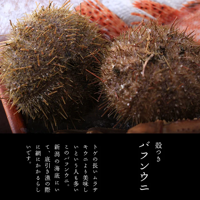 殻つきバフンウニ