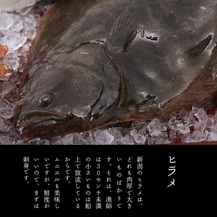 大きなヒラメ