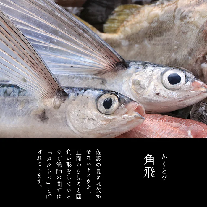 角飛　トビウオ