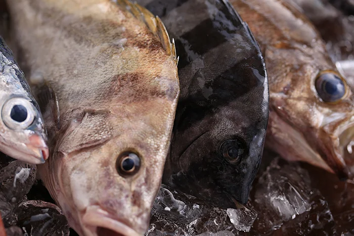 おいしい魚いろいろ