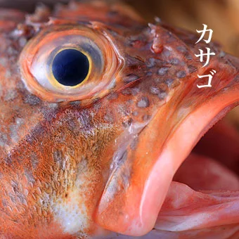 カサゴ