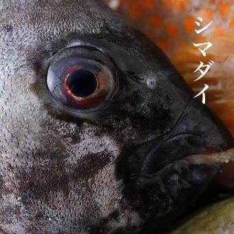 シマダイ
