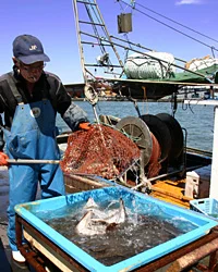 おいしい地魚海の幸料理は新潟の日本海から