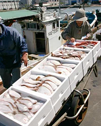 夫婦二人で漁業を営む舟も多い