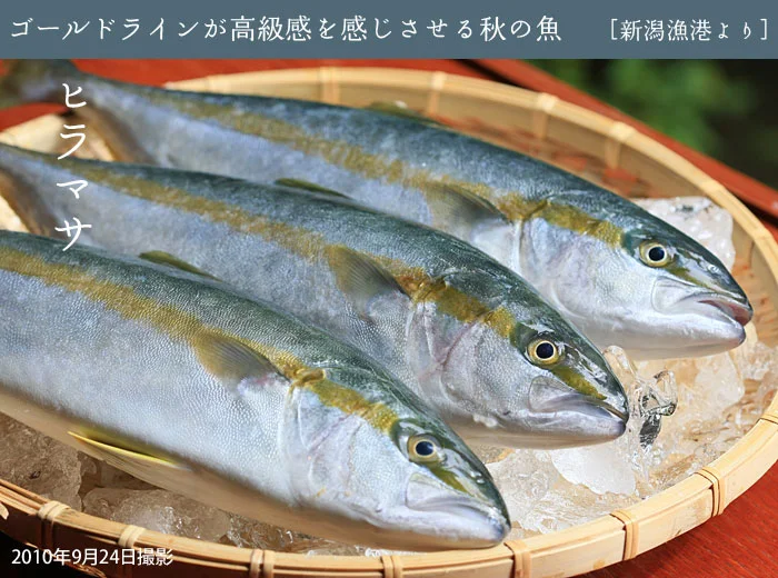 秋の高級魚ヒラマサ