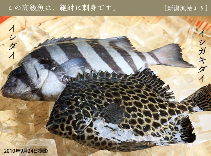 新潟の高級魚　イシガキダイ