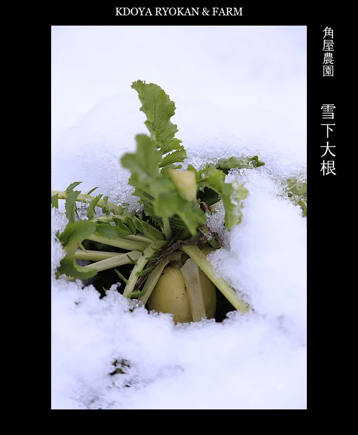 雪下大根　角屋農園