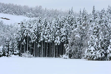 新潟の雪景色　きつねの足跡