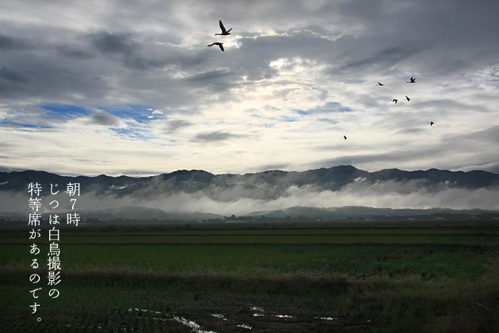 朝7時、じつは白鳥撮影の特等席があるのです。