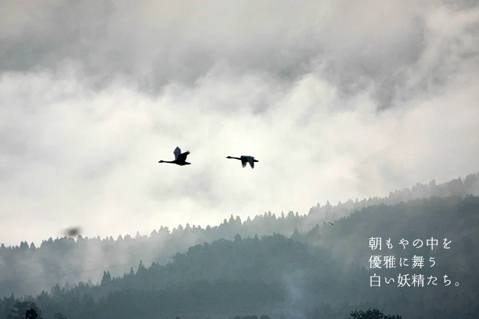 朝もやの中を優雅に舞う白い妖精たち。