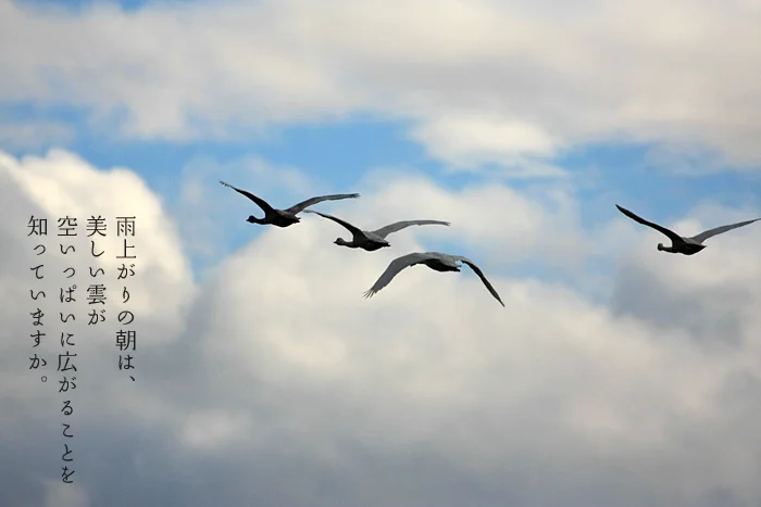 雨上がりの朝は、美しい雲が空いっぱいに広がることを知っていますか。