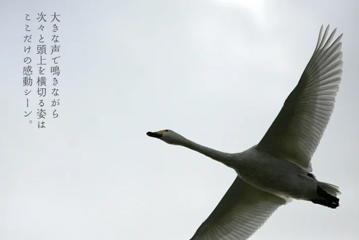 大きな声で鳴きながら次々と頭上を横切る姿はここだけの感動シーン。