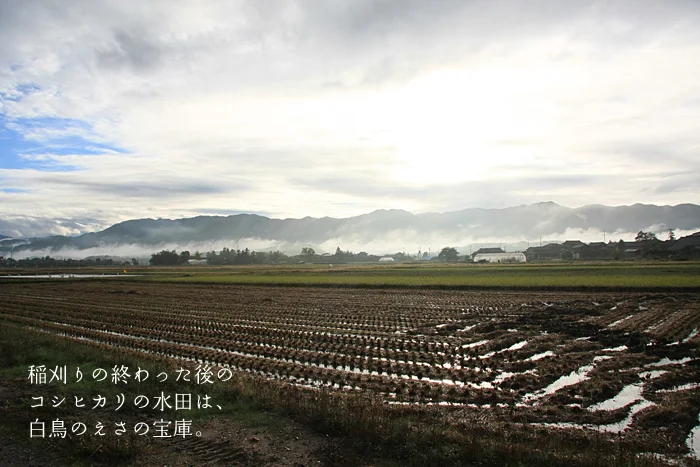 稲刈りの終わった後のコシヒカリの水田は、白鳥の餌の宝庫。