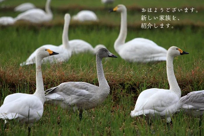 おはようございます。新しい家族を紹介します。