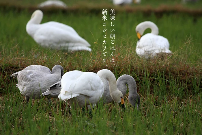 美味しい朝ごはんは新米コシヒカリ