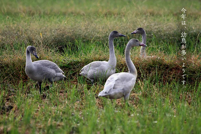 今年は、幼鳥が多いようです。