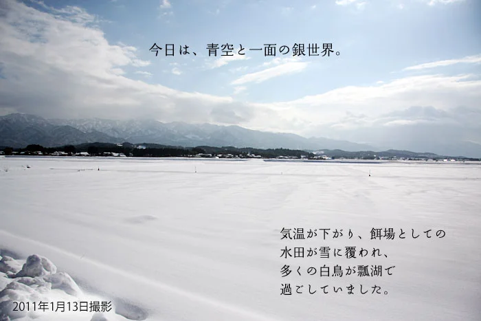 朝もやの中を優雅に舞う白い妖精たち。