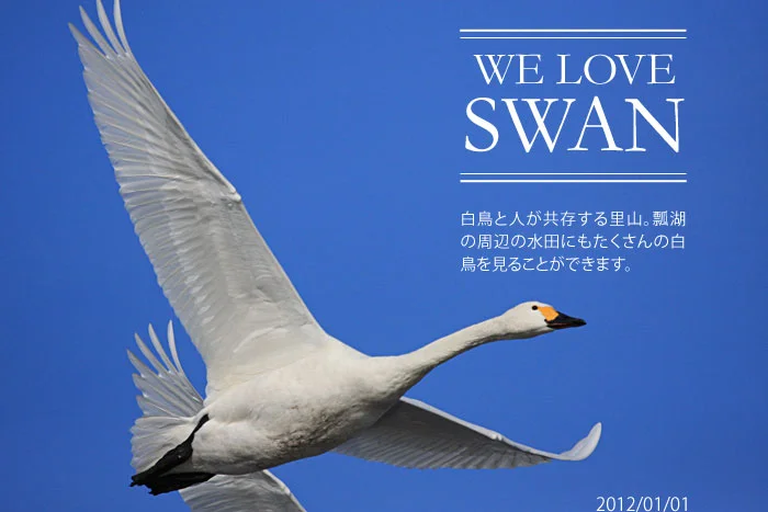 白鳥の写真　瓢湖