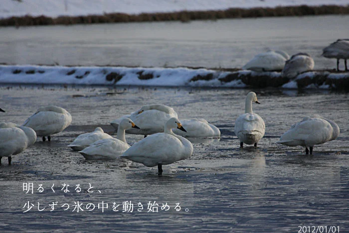 氷の中を歩く白鳥の写真
