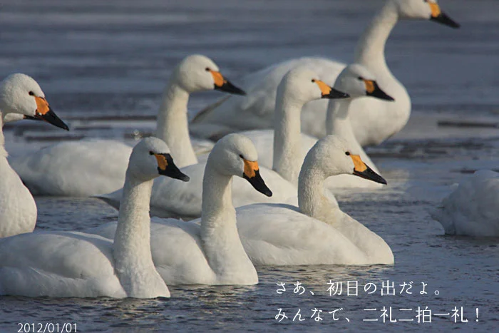 初日の出を拝む白鳥の写真