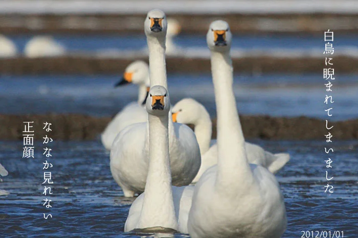 なかなか見れない白鳥の正面顔の写真