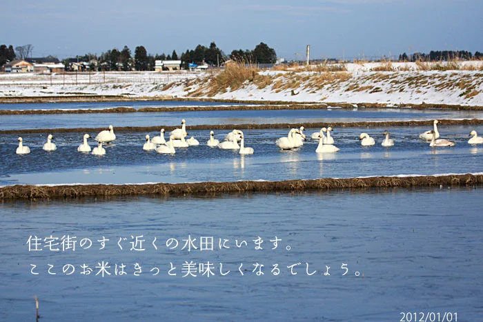 水田にいる白鳥の写真