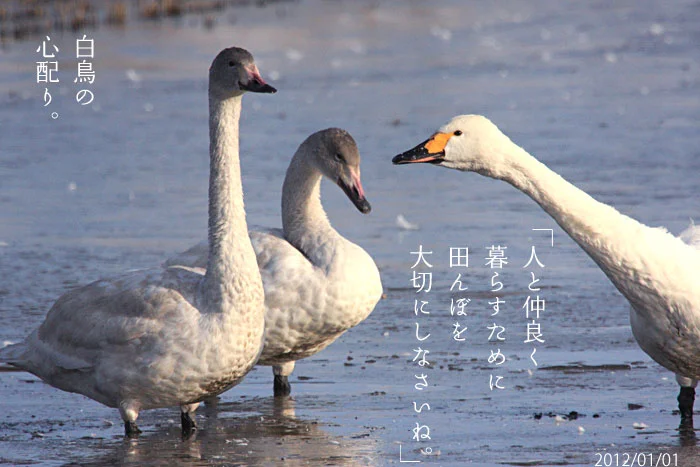 子供を諭す白鳥の写真