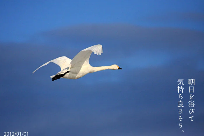 朝日を浴びて気持ち良さそうな白鳥の写真