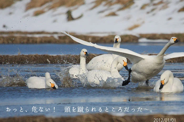 飛び立つ白鳥の写真