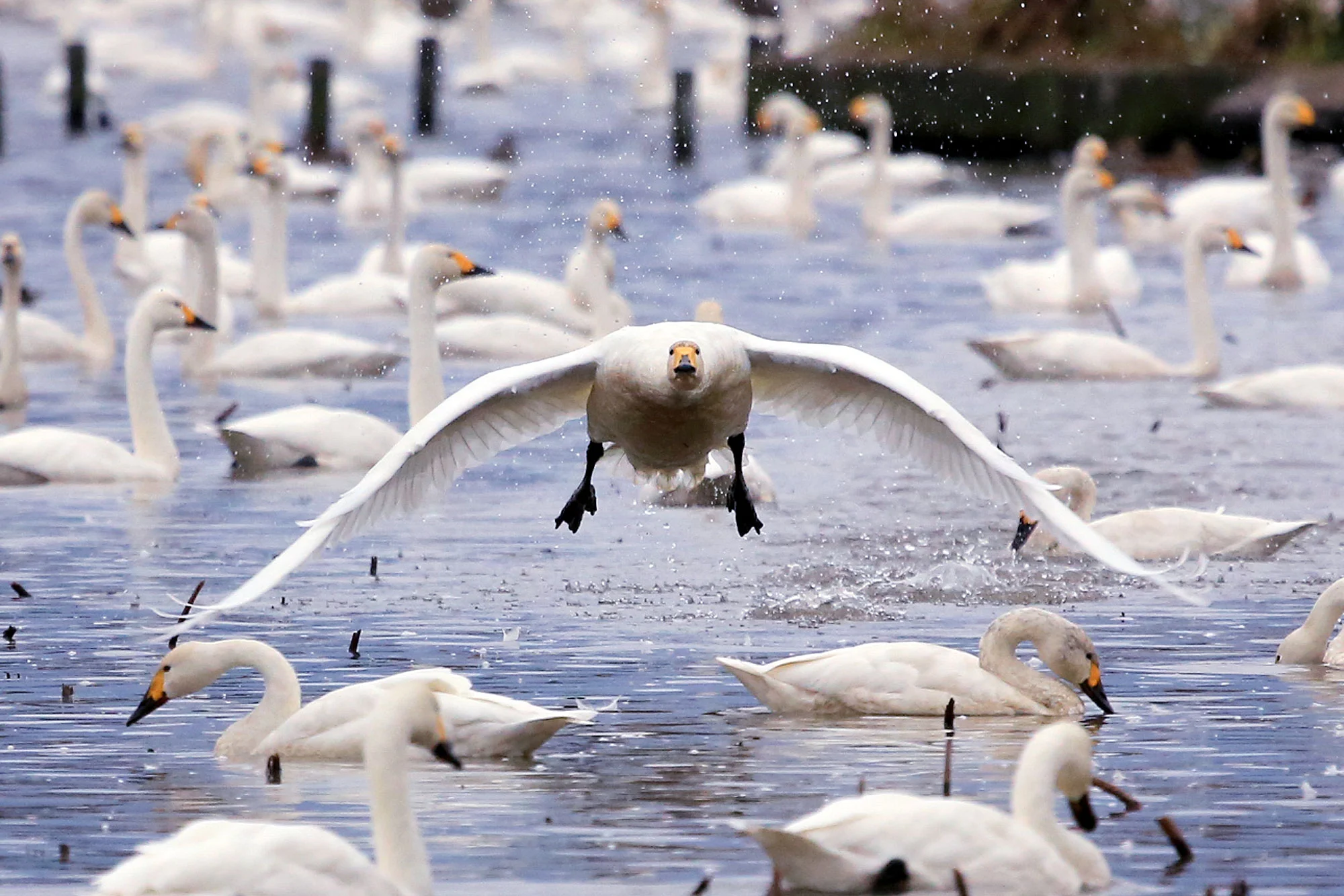 瓢湖の白鳥　首がない白鳥が向かってくる