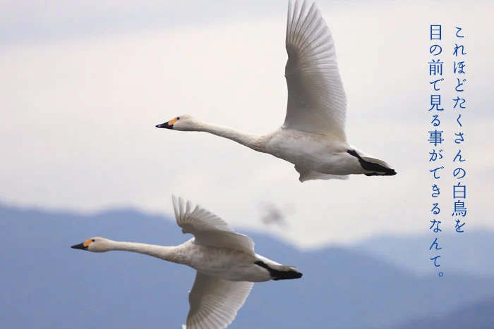 目の前を飛ぶたくさんの白鳥