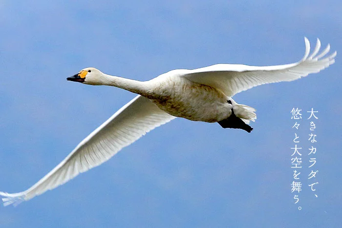 大きな白鳥が悠々と大空を舞う