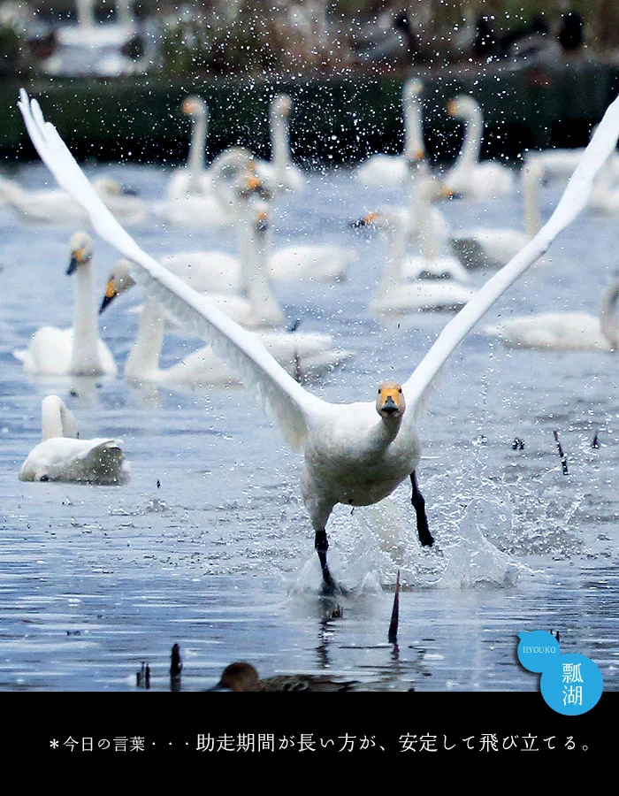 湖面を走る白鳥