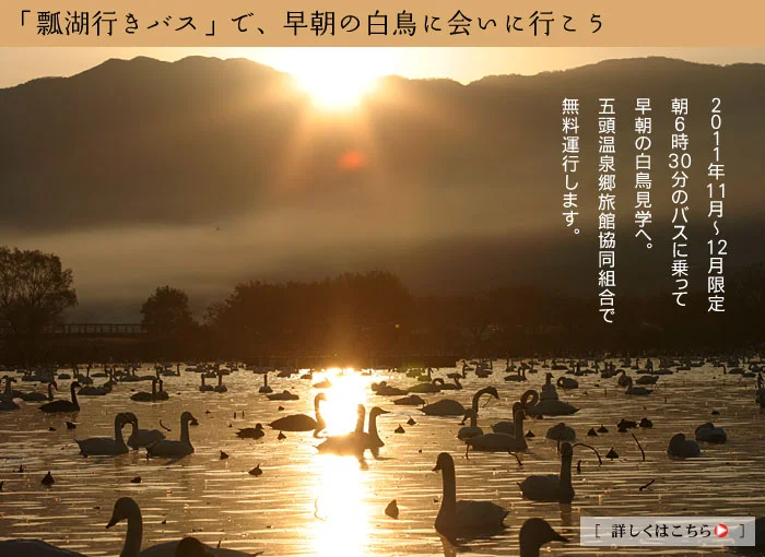 瓢湖行きバスで、早朝の白鳥に会いに行こう。