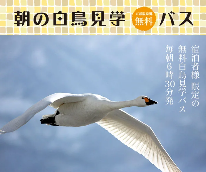 新潟県阿賀野市　瓢湖　五頭温泉郷宿泊者限定　朝の白鳥見学バス　運行します