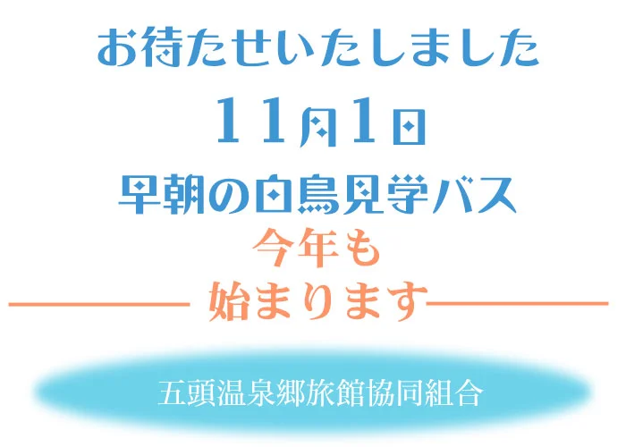早朝の白鳥見学バス　今年も始まります　新潟県阿賀野市　瓢湖　ラムサール条約登録