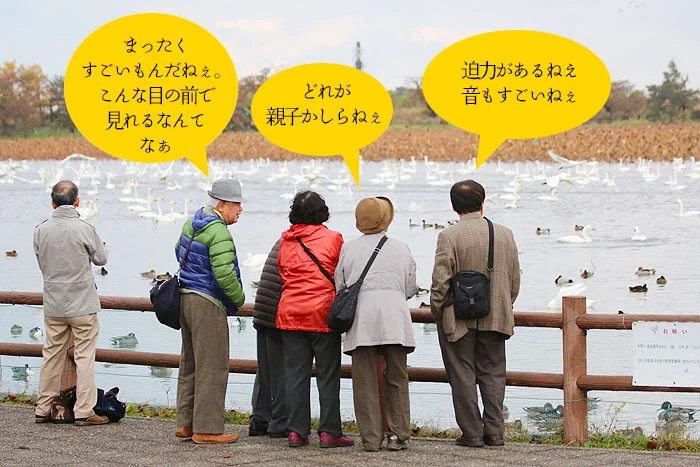 新潟県阿賀野市瓢湖に到着すると、五頭連峰から朝日が上がると、湖面で一夜を過ごした白鳥たちが、家族単位で次々に大空へ向かって飛び立ち始めました