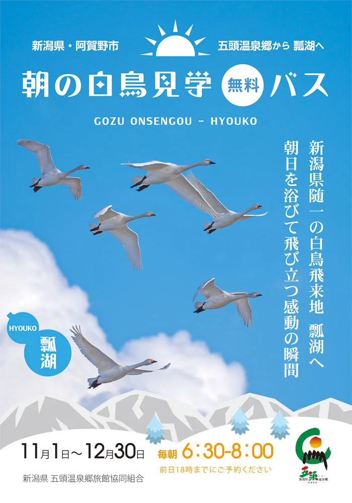 新潟県阿賀野市　五頭温泉郷から白鳥飛来地瓢湖へ　朝の白鳥見学バス　11月から12月まで運行します