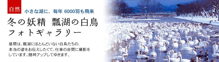 白鳥フォトギャラリー