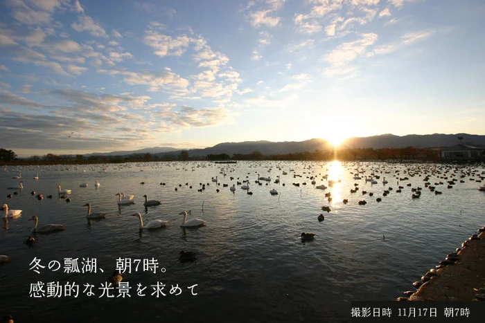 冬の新潟　瓢湖だけの感動的な光景を求めて