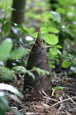 朝掘りたけのこ