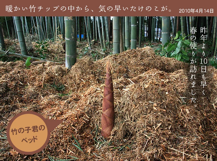 暖かい竹チップの中から、気の早いたけのこが。