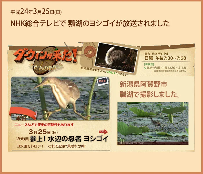 新潟県瓢湖のヨシゴイ　NHKにて放送