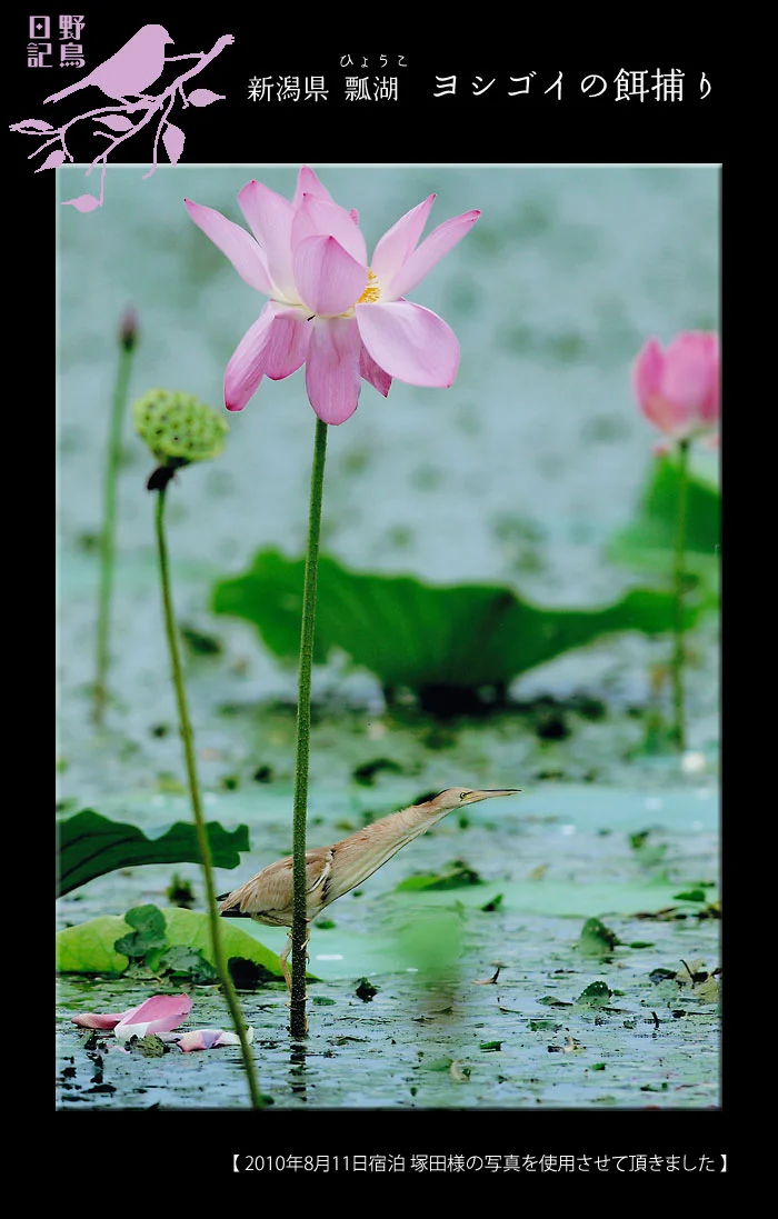 瓢湖のヨシゴイ