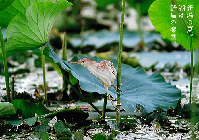 瓢湖は一年中野鳥の楽園